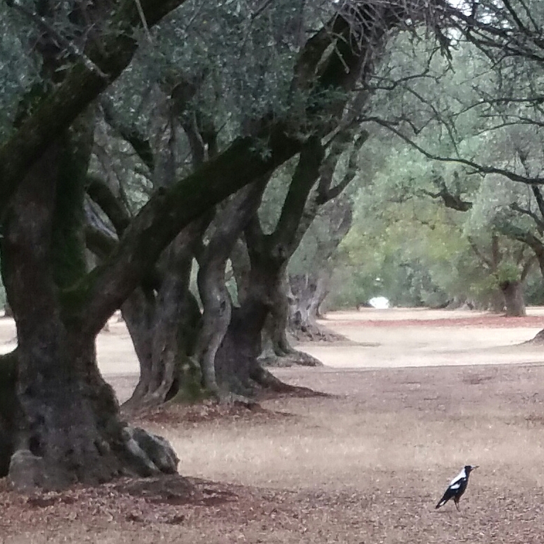 The Olive Groves / Kuntingga (Park 7) | park | Mann Terrace, North Adelaide SA 5006, Australia
