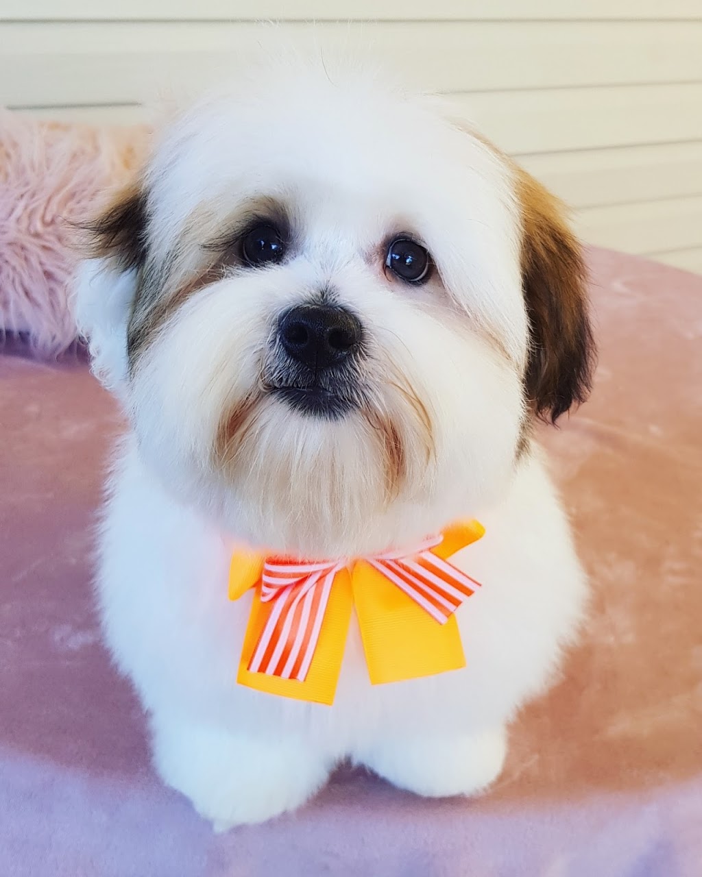 Danielles Dog Grooming | 20 Cambridge Cct, Yarrabilba QLD 4207, Australia | Phone: 0451 456 987