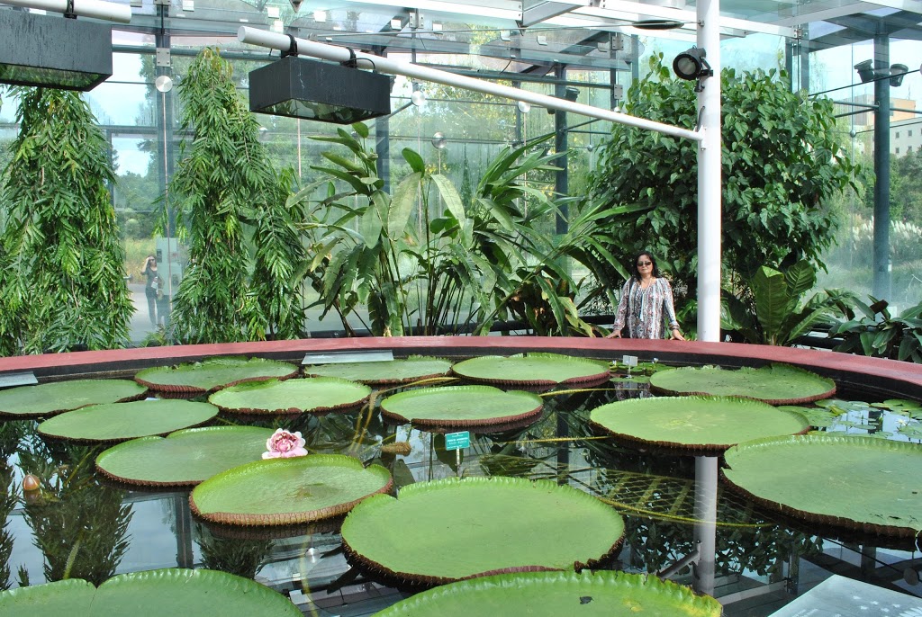 Amazon Waterlily Pavilion | park | Adelaide SA 5000, Australia | 0882229311 OR +61 8 8222 9311