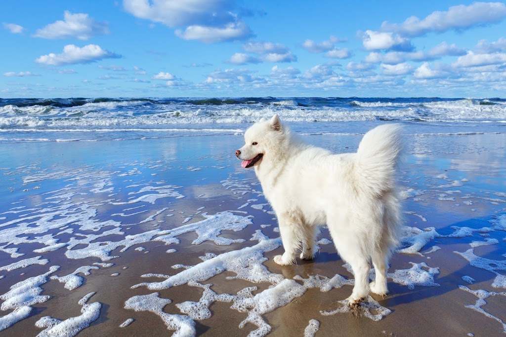 Walk and Wag | 19 Meadowview Dr, Carrara QLD 4211, Australia | Phone: 0450 032 834