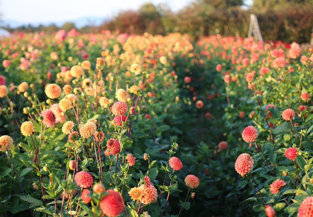 Hansfords Dahlias | 194 Hunters Rd, Ellinbank VIC 3821, Australia | Phone: 0439 610 134