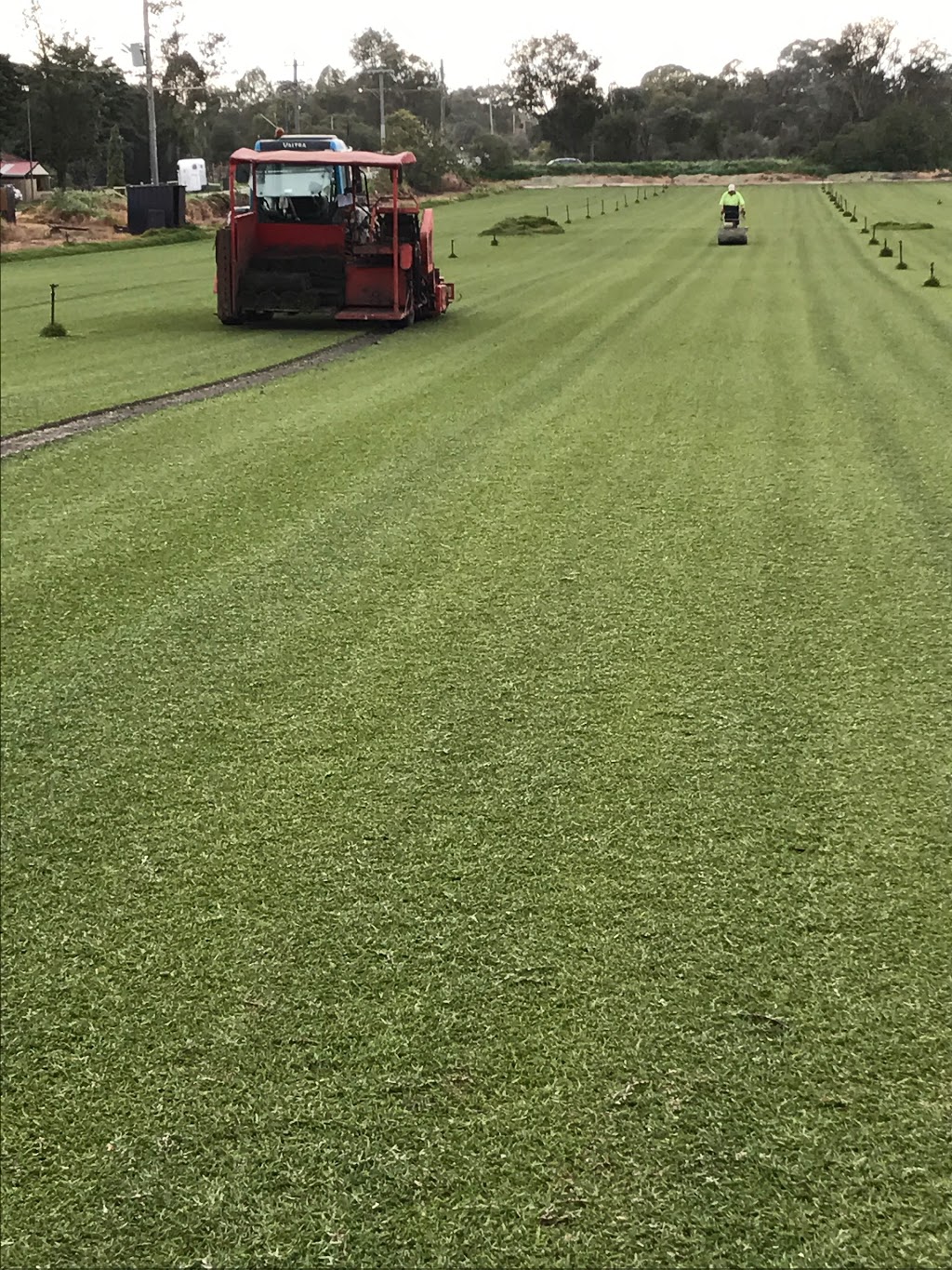 Betta Turf - Turf Farms & Supplies Perth | Sir Walter Lawn | 177 Moylan Rd, Wattleup WA 6166, Australia | Phone: (08) 9410 1426