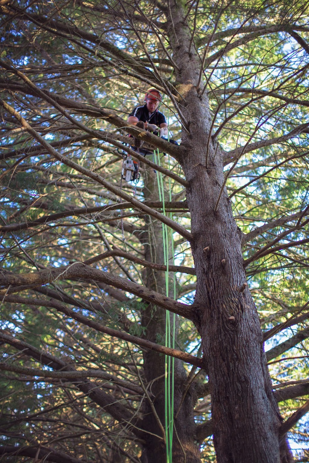 Stamper Tree Services | 11 Malvern Rd, Leura NSW 2780, Australia | Phone: 0413 422 022