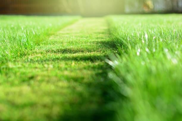 Murbah Mowing | Riveroak Dr, Murwillumbah NSW 2484, Australia | Phone: 0477 732 887