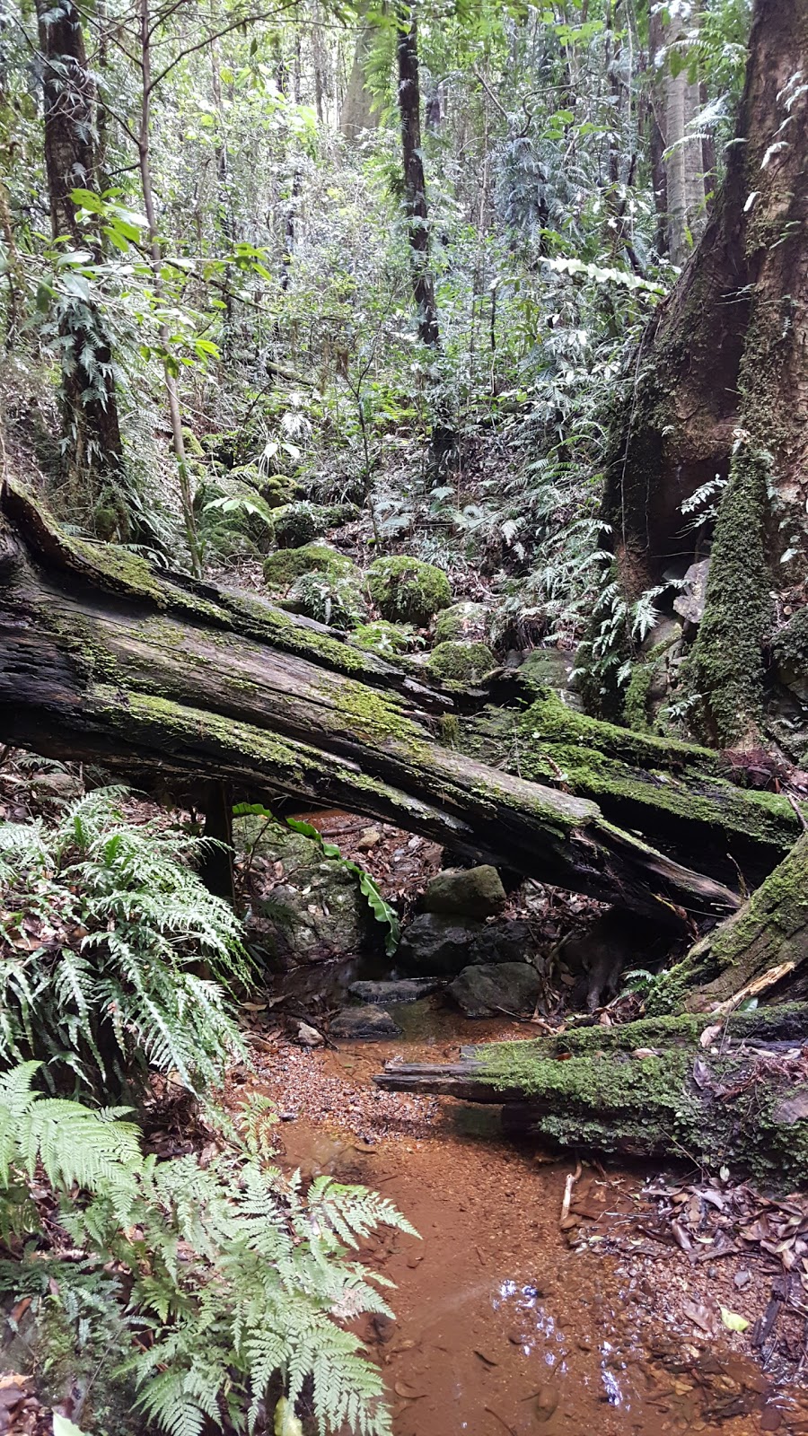 Tapin Tops National Park | park | Dingo Forest NSW 2429, Australia | 0265885555 OR +61 2 6588 5555