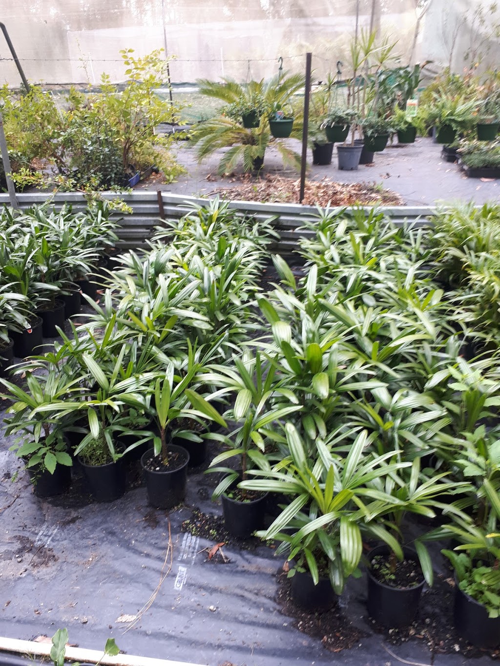 Coopernook palms and plants | 29 Turpentine Rd, Coopernook NSW 2426, Australia | Phone: 0476 267 607