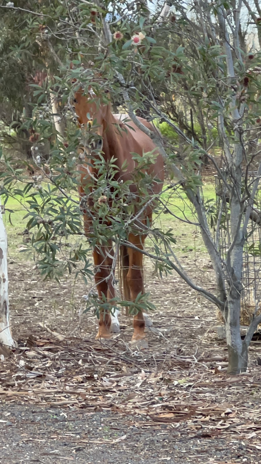 neighworries | 10 West Gateway, Lara VIC 3212, Australia | Phone: 0423 612 280