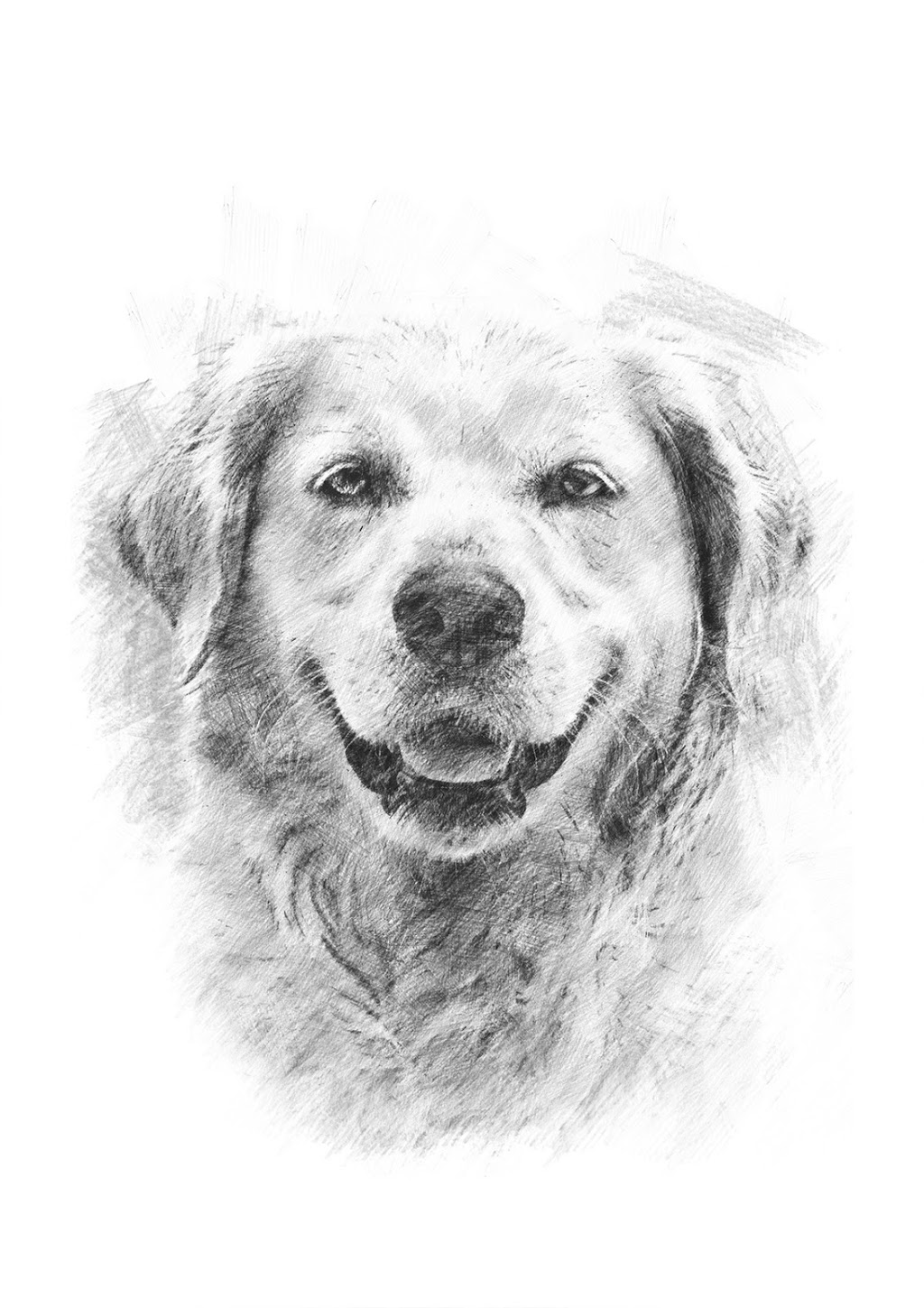 Brittany Chard - Pet Illustrations & Photography | 7/35 Brunnings Rd, Carrum Downs VIC 3201, Australia | Phone: 0400 898 600