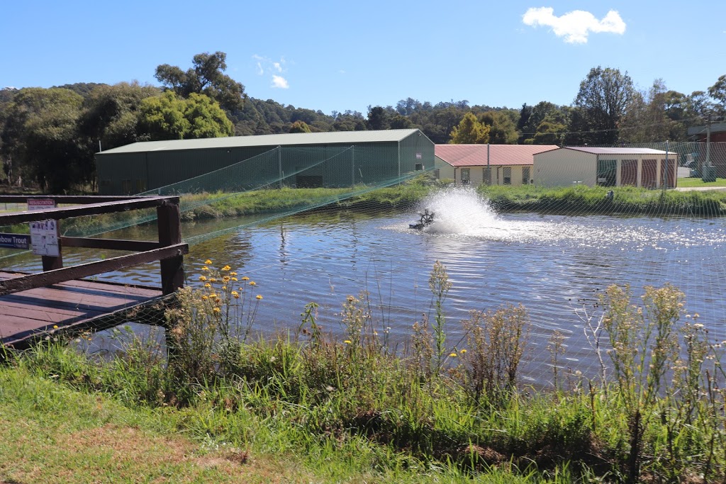 Dutton Trout Hatchery | Point Lookout Rd, Ebor NSW 2453, Australia | Phone: (02) 6775 9139