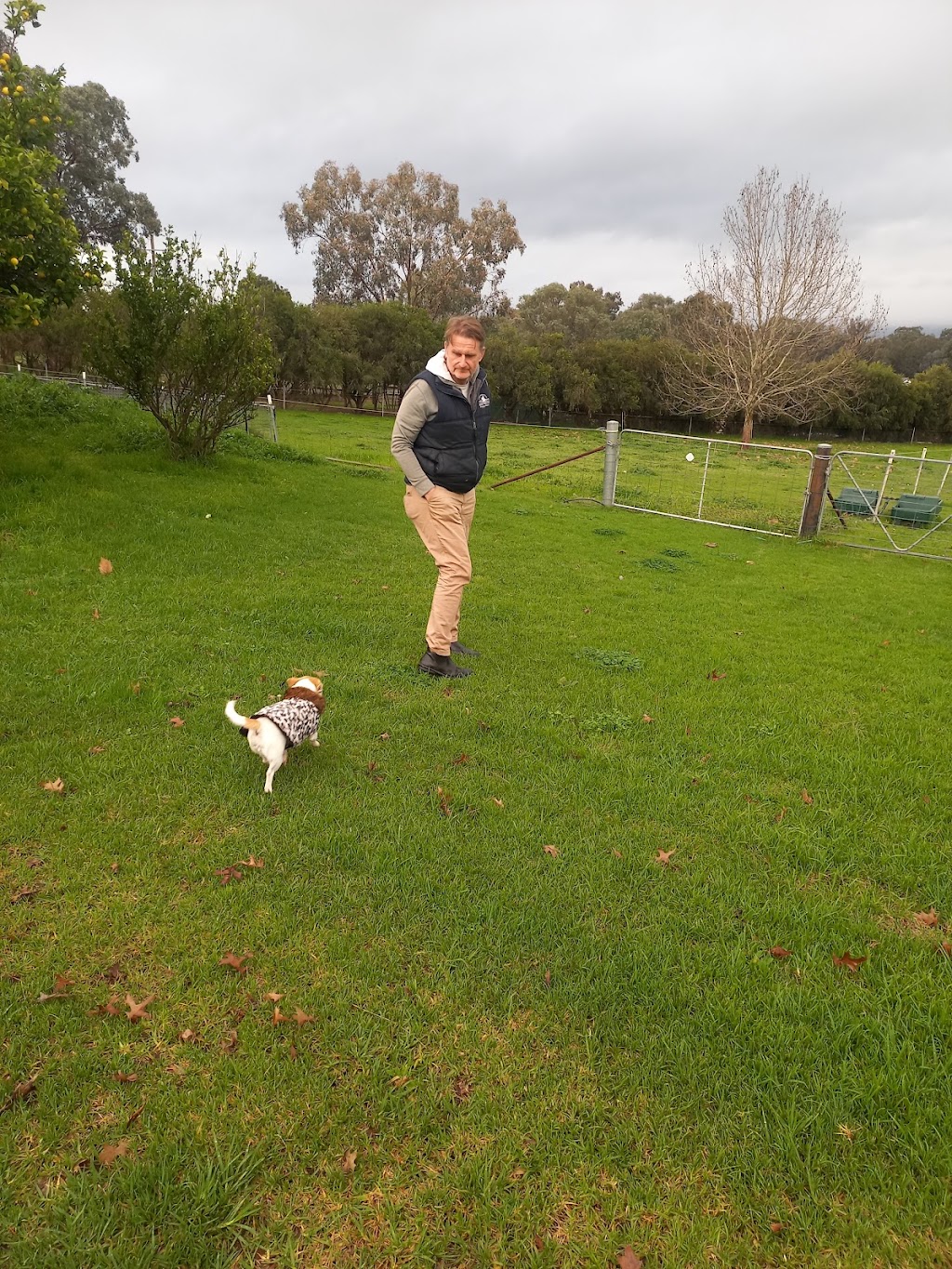 One on one Dog Boarding | Greenwood Rd, Gerogery NSW 2642, Australia | Phone: 0423 154 463