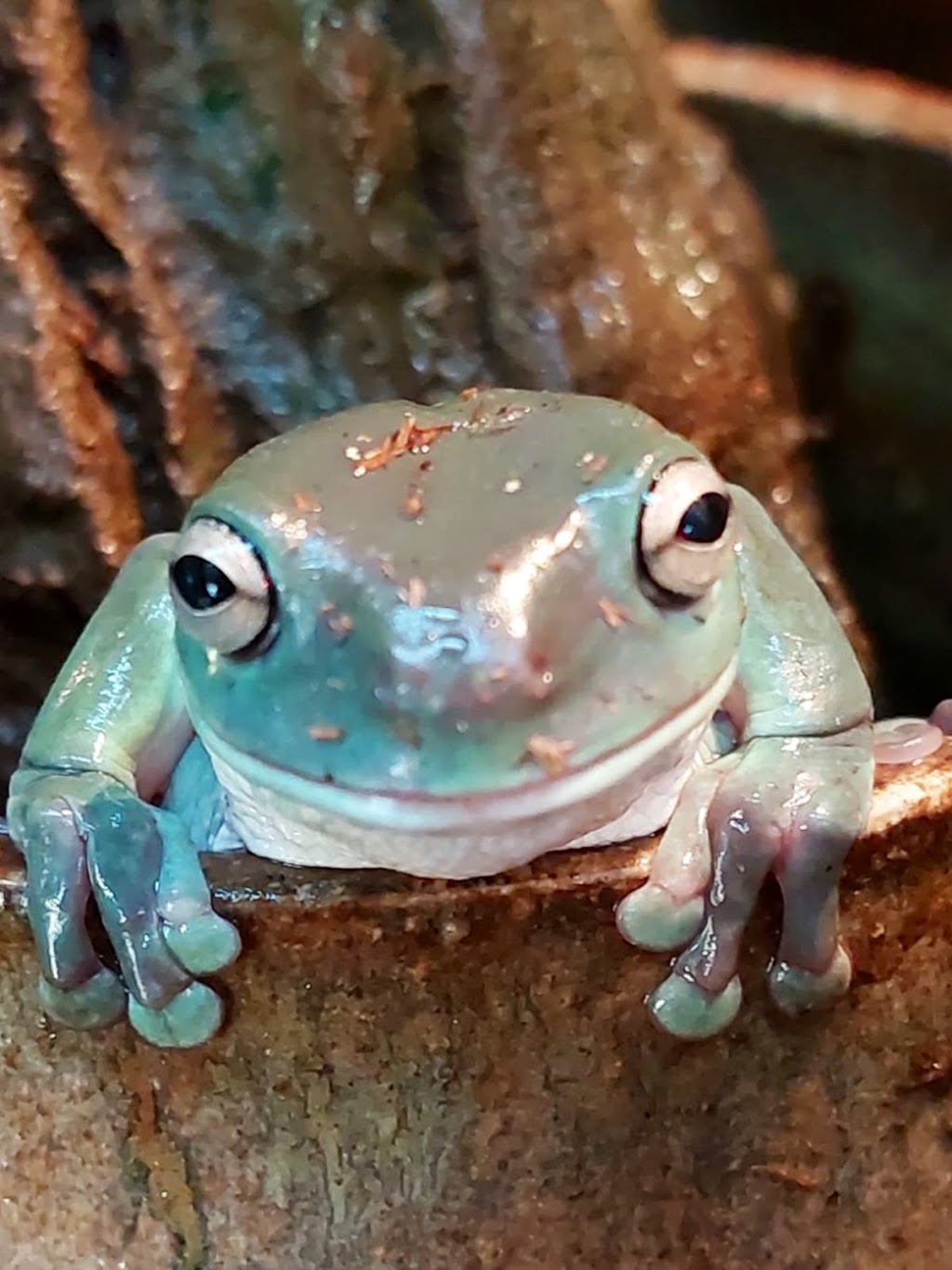 Totally Reptiles Vic Central | Unit 3/12 Lockwood Rd, Kangaroo Flat VIC 3555, Australia | Phone: (03) 5441 5870