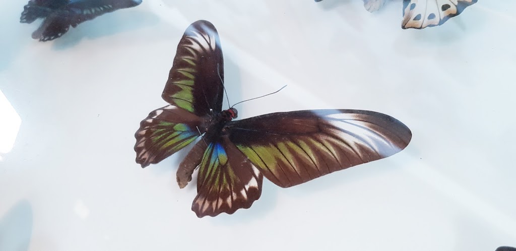 Daintree Entomological Museum | museum | 9 Turpentine Rd, Diwan QLD 4873, Australia | 0740989045 OR +61 7 4098 9045