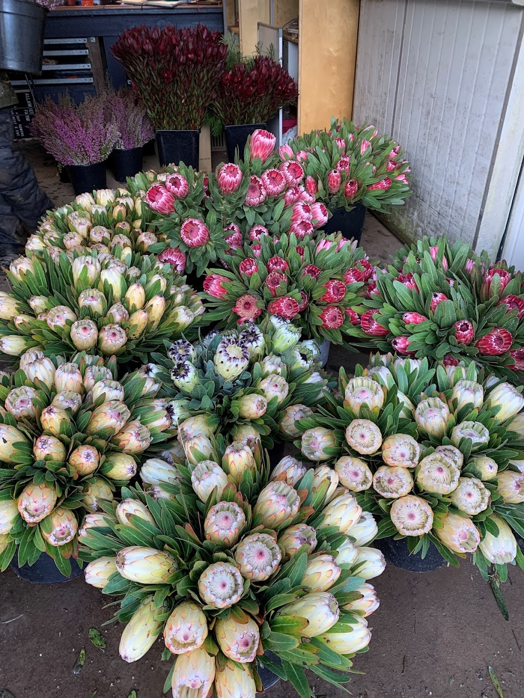 STRZELECKI FLOWERS | 308 Mirboo-Yarragon Rd, Allambee Reserve VIC 3871, Australia | Phone: 0459 063 322