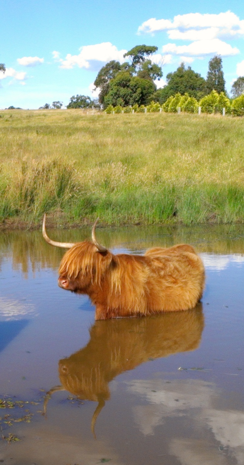 BAIRNSLEY Highland Cattle | 602 Couangalt Rd, Gisborne VIC 3437, Australia | Phone: 0409 196 110