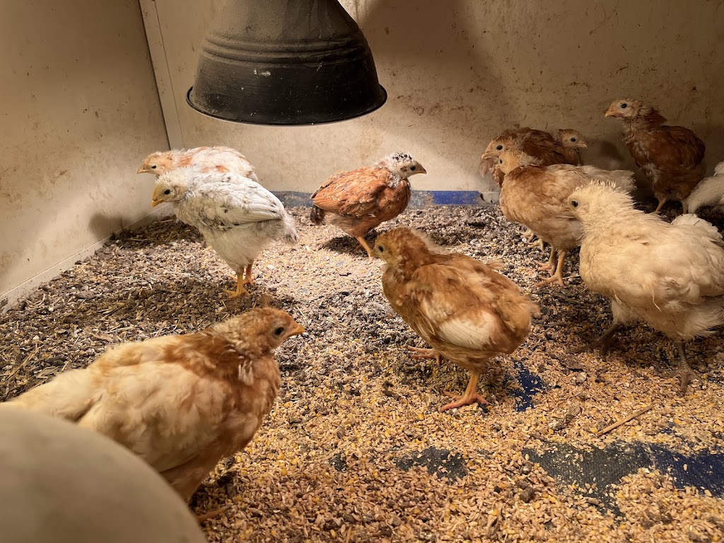 Birdman George | 75 Lemajics Rd, Scarsdale VIC 3351, Australia | Phone: 0412 672 641