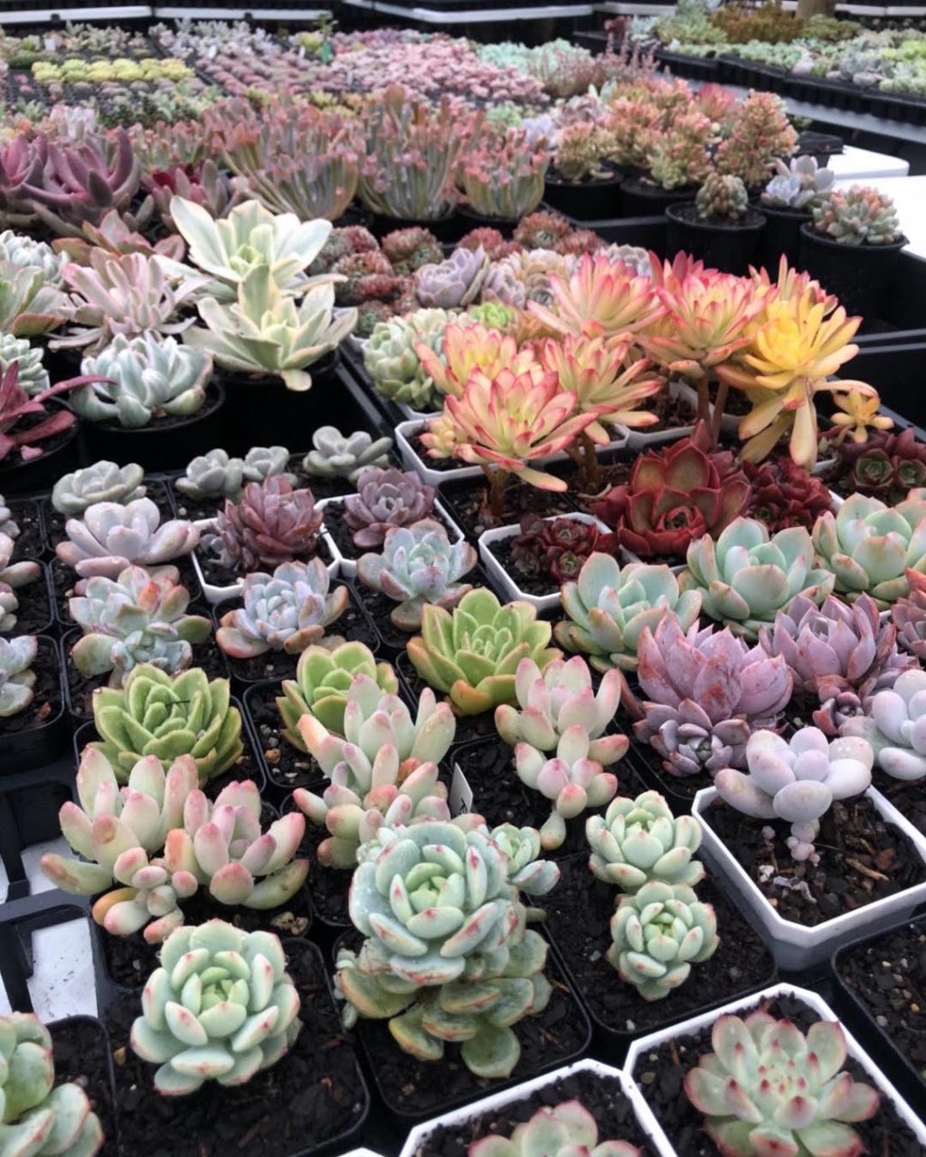 RNT SUCCULENTS | 8 Coulson Rd, Monbulk VIC 3029, Australia | Phone: 0405 508 998