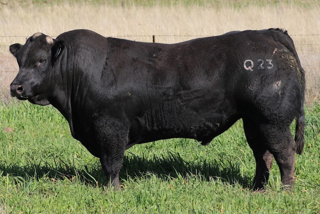 Angledale Limousins | Oakley/241 Dry Creek Rd, Willow Tree NSW 2339, Australia | Phone: 0438 941 745