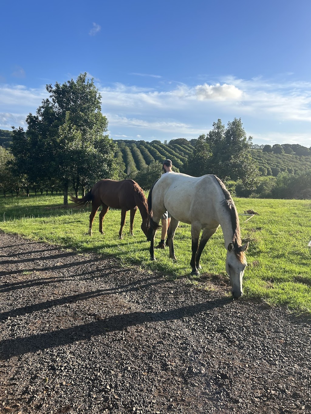 Equine Assisted Therapy at Bunyarra Farm | 690 Cowlong Rd, Eltham NSW 2480, Australia | Phone: 0402 362 169