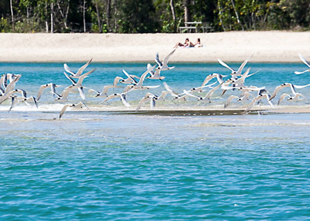 Noosa River Cruises | The Boathouse Marina, 194 Gympie Terrace, Noosaville QLD 4566, Australia | Phone: 0412 735 624