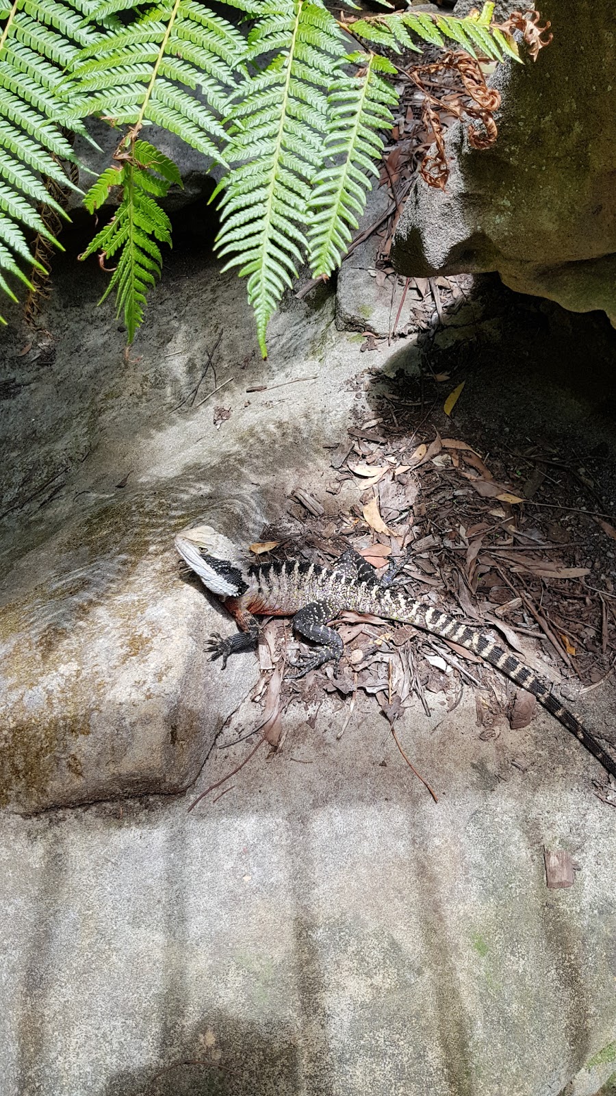 Sheldon Forest Track | park | 3A Troon Pl, Pymble NSW 2073, Australia