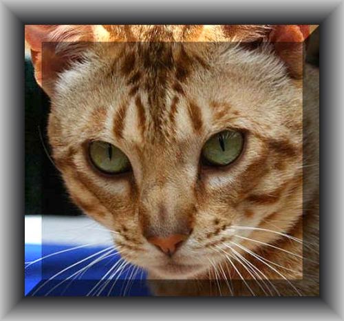 Oz Catz | veterinary care | 260 Gurdies-st Helier Rd, The Gurdies VIC 3984, Australia | 0418549987 OR +61 418 549 987