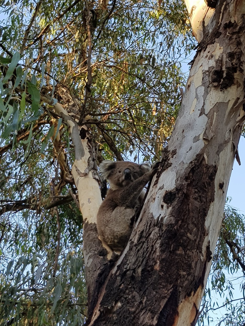 Wangaratta Common Nature Conservation Reserve | Tone Rd, Wangaratta VIC 3677, Australia | Phone: 13 19 63