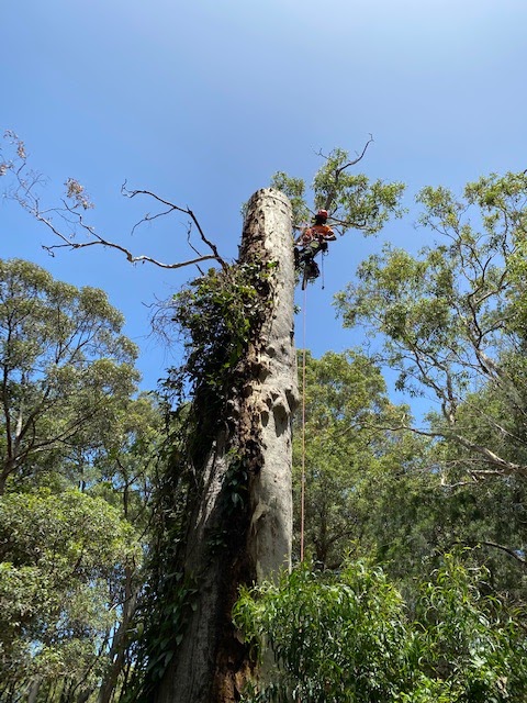 All Area Tree Service Pty Ltd | 21 Fountain Rd, Fountaindale NSW 2258, Australia | Phone: 0450 002 282