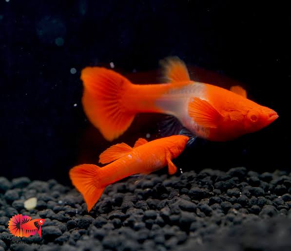 Isaak’s Guppies | 17 Colachi Rd, Truganina VIC 3029, Australia | Phone: 0403 648 859