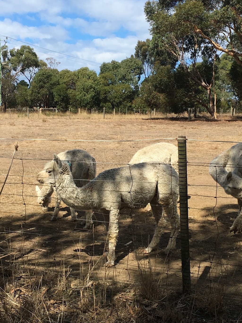 Kurrawa Alpacas |  | 1330 Anglesea Rd, Bellbrae VIC 3228, Australia | 0352613714 OR +61 3 5261 3714