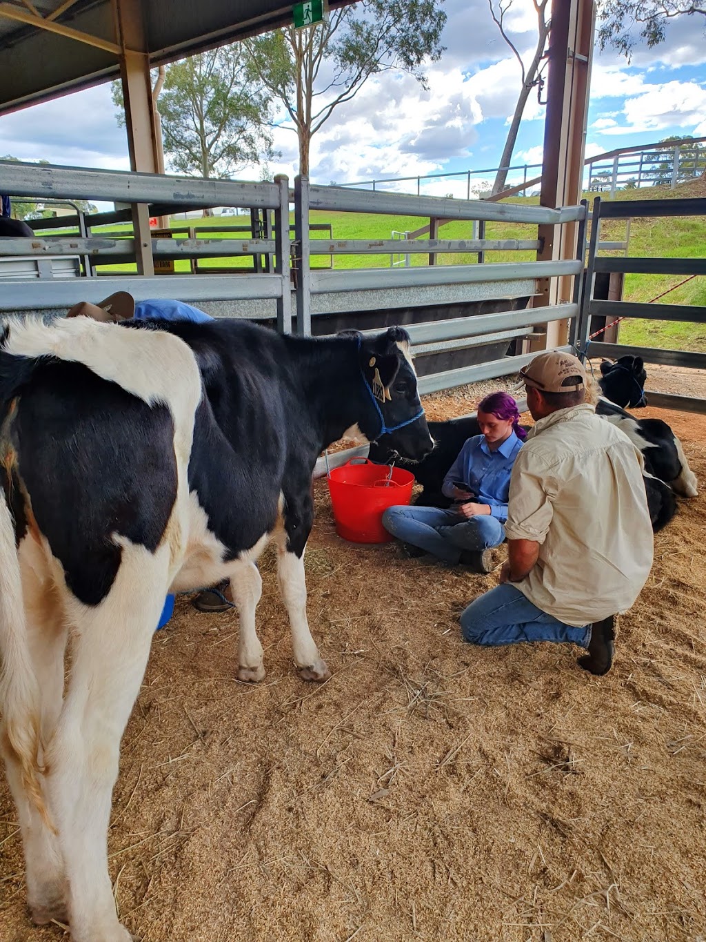 Tocal Field Days | 815 Tocal Rd, Tocal NSW 2421, Australia | Phone: (02) 4939 8820