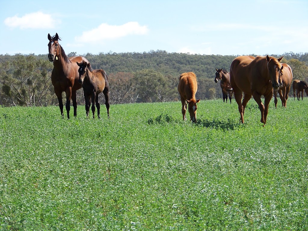 Watershed Farm | 1238 Moppity Rd, Young NSW 2594, Australia | Phone: 0428 821 390