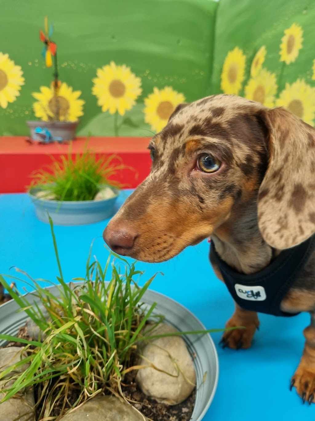 Simply Paws Daycare For Dogs | 1/13 Yandina Rd, West Gosford NSW 2250, Australia | Phone: 0415 838 082