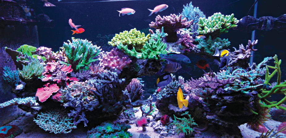 Oz Aquarium Distributors | storage | 7a/37 Chambers Rd, Altona North VIC 3025, Australia | 0426744774 OR +61 426 744 774