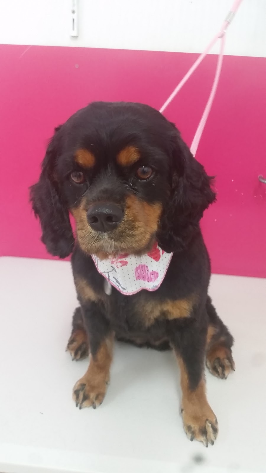 The Puppy Parlor Grooming Salon | Shop 1/727 Nicklin Way, Currimundi QLD 4551, Australia | Phone: 0419 888 681