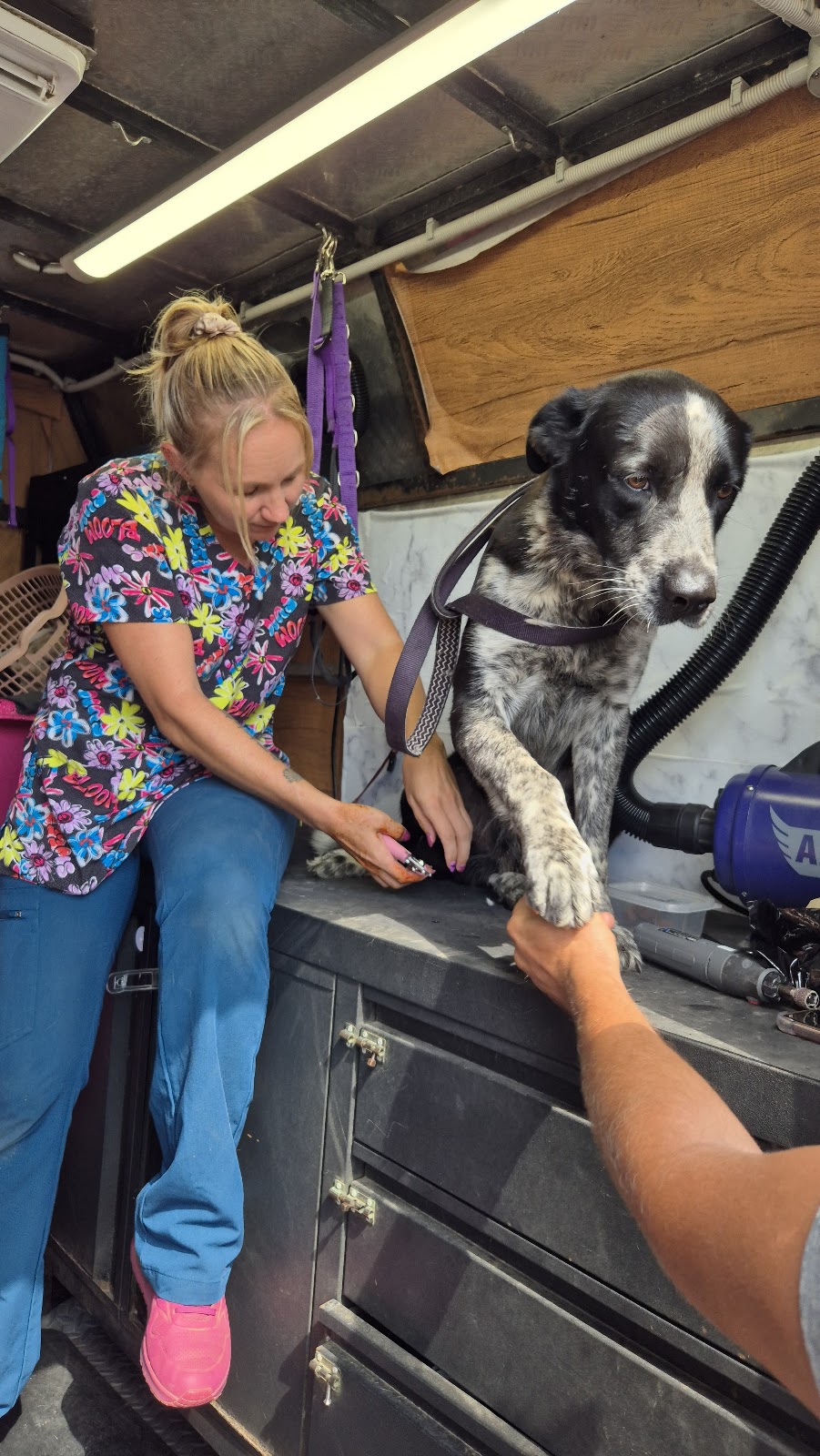 Barkin Bubbles Pet Services | 53 Back Ma Ma Rd, Winwill QLD 4347, Australia | Phone: 0447 639 953