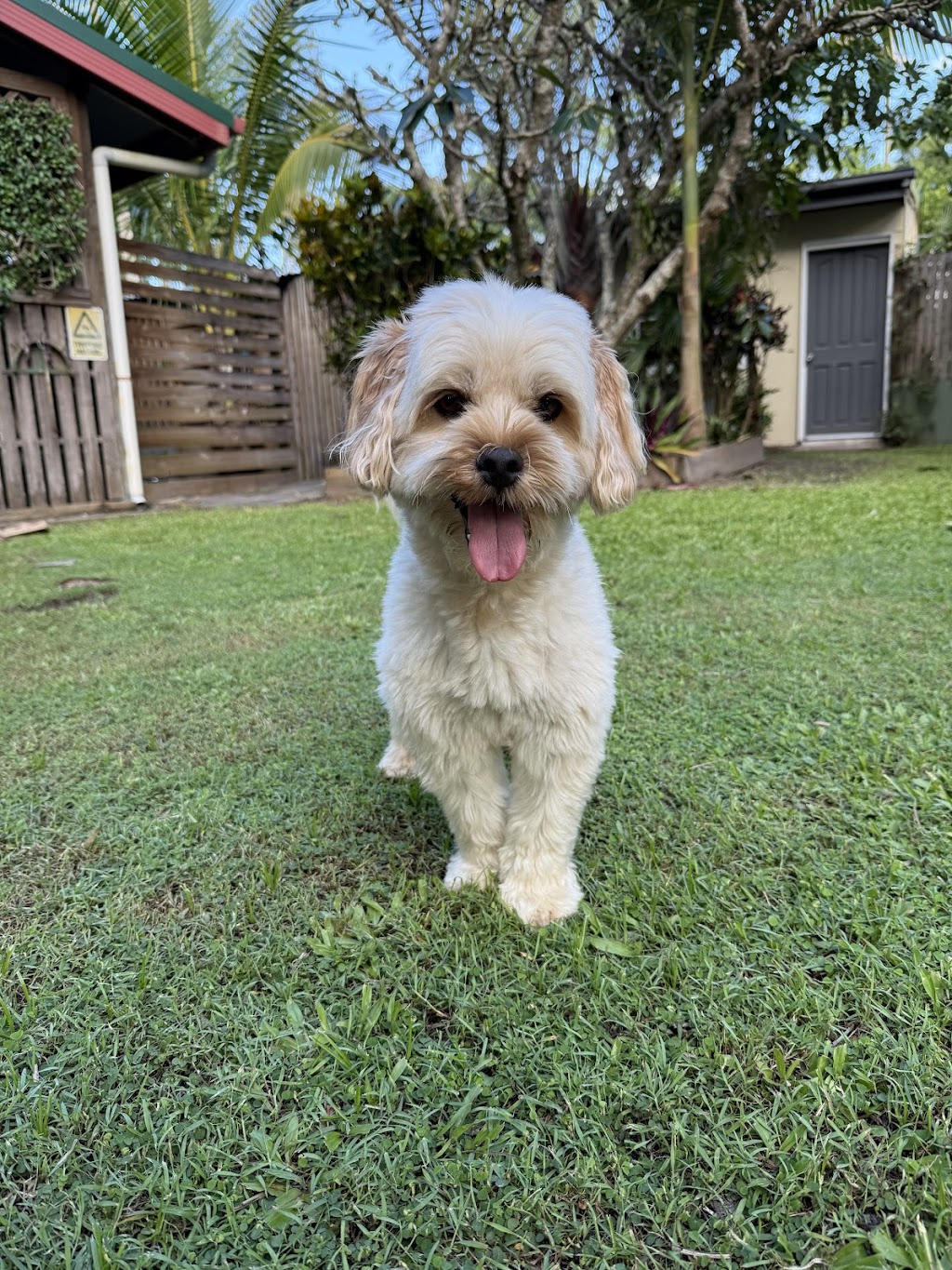 Twin Pine Pet Resort | 2989 Mackay Eungella Rd, Benholme QLD 4754, Australia | Phone: 0466 816 360