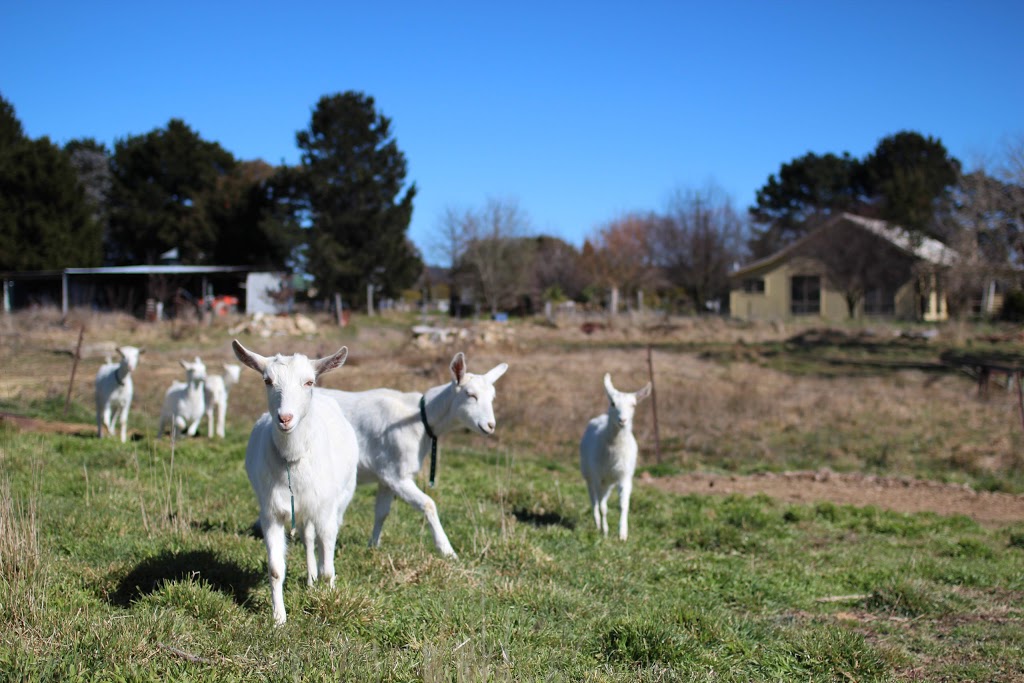 Jannei Goat Dairy | 11 View St, Lidsdale NSW 2790, Australia | Phone: (02) 6355 1107