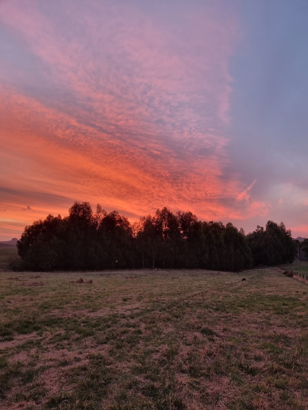 Moyarra Pastoral Company | 275 Andersons Inlet Rd, Moyarra VIC 3951, Australia | Phone: 0447 334 455