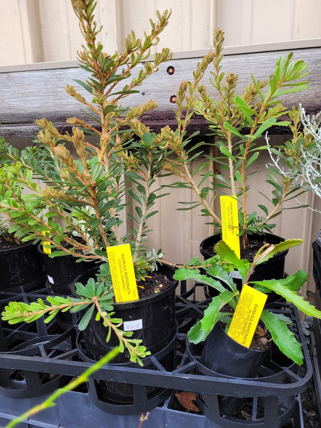 Plants of Tasmania Nursery |  | 65 Hall St, Ridgeway TAS 7054, Australia | 0362391583 OR +61 3 6239 1583