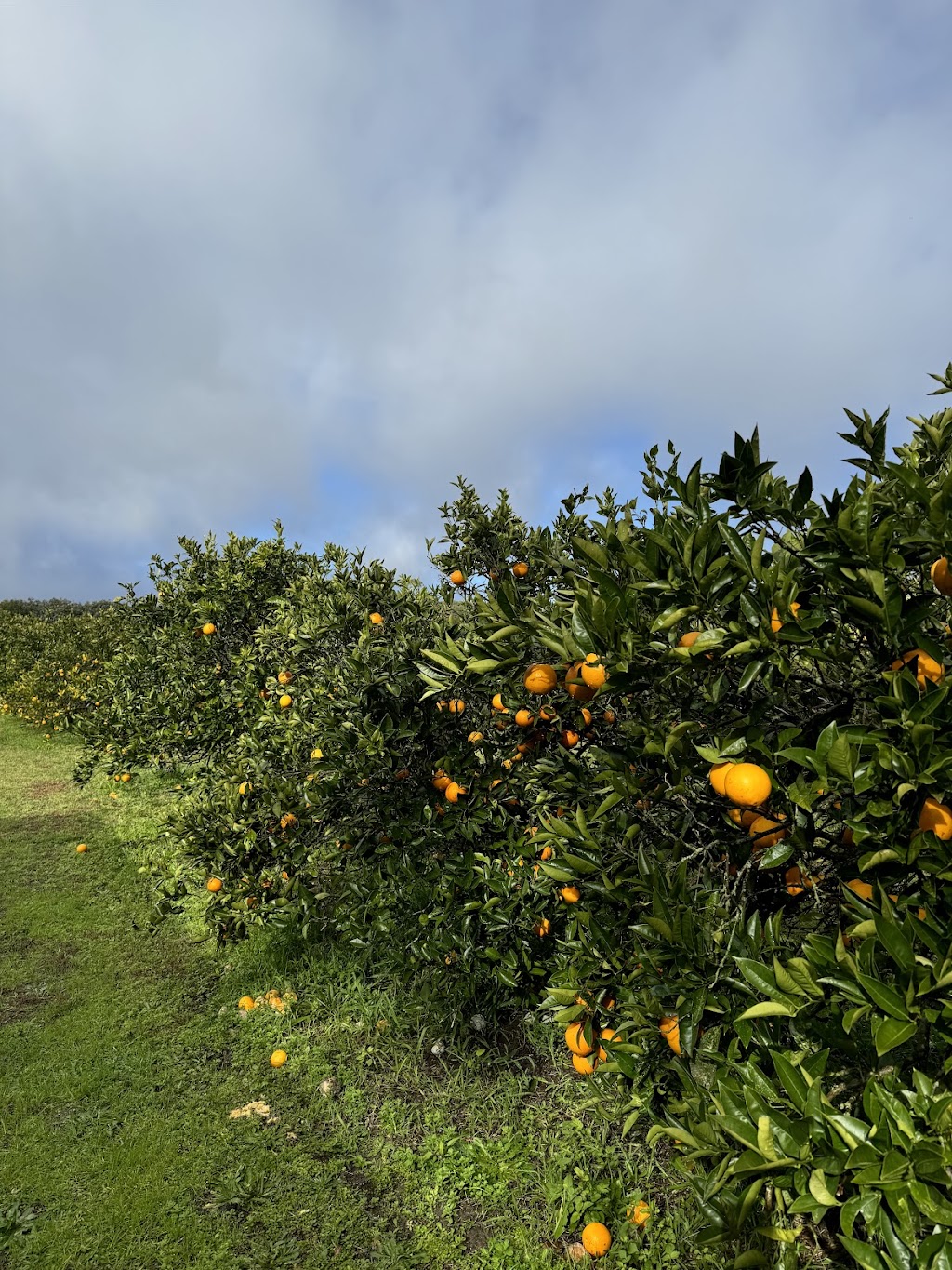 Sanctuary Organic Farm | 140 Niclins Rd, Mangrove Mountain NSW 2250, Australia | Phone: 0478 471 919