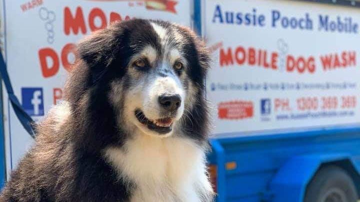 Aussie Pooch Mobile Dog Wash and Grooming Caversham | 54 Papago Loop, Brabham WA 6055, Australia | Phone: 1300 369 369