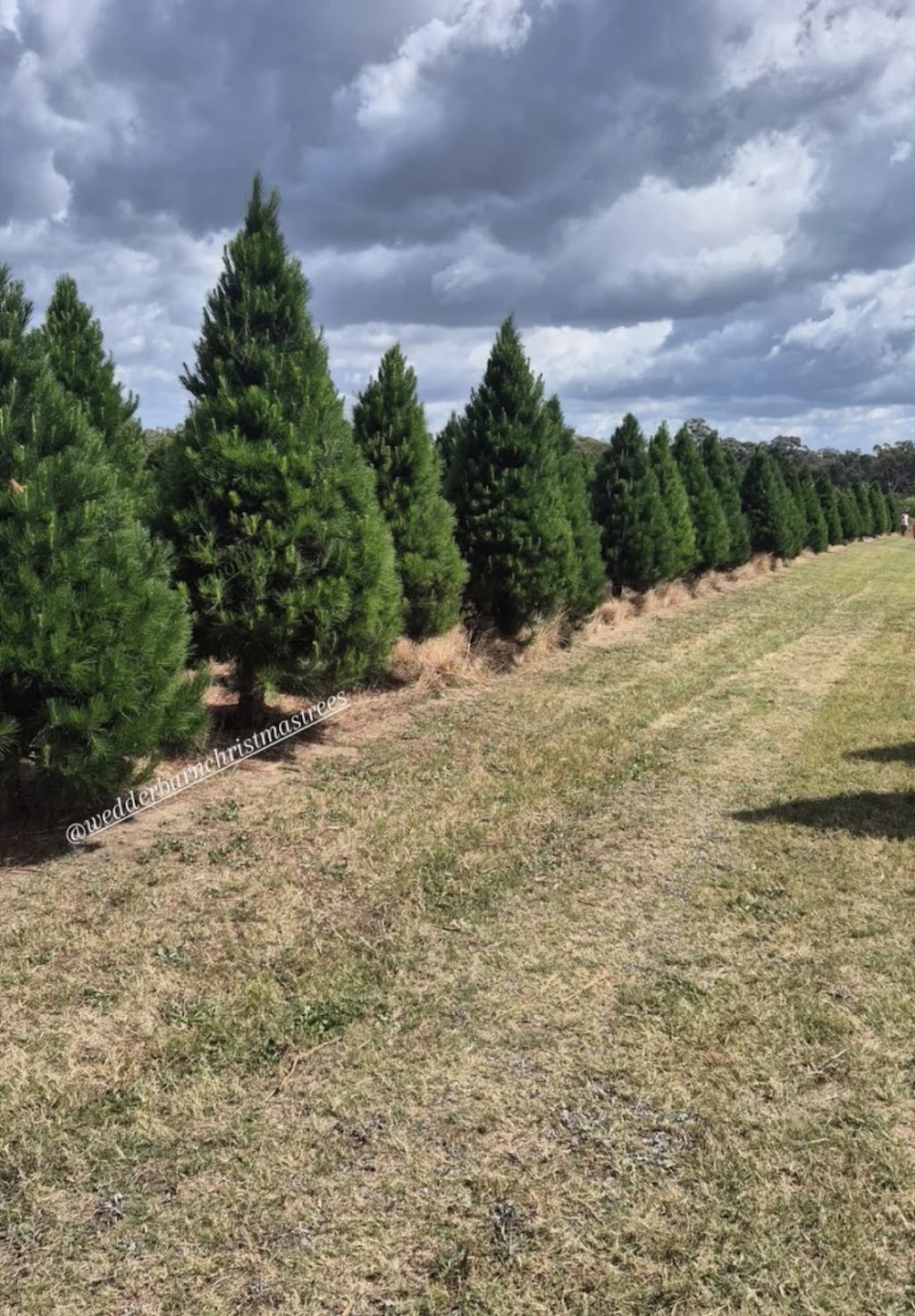 Wedderburn Christmas Trees | 64 Blackburn Rd, Wedderburn NSW 2560, Australia | Phone: 0402 086 032