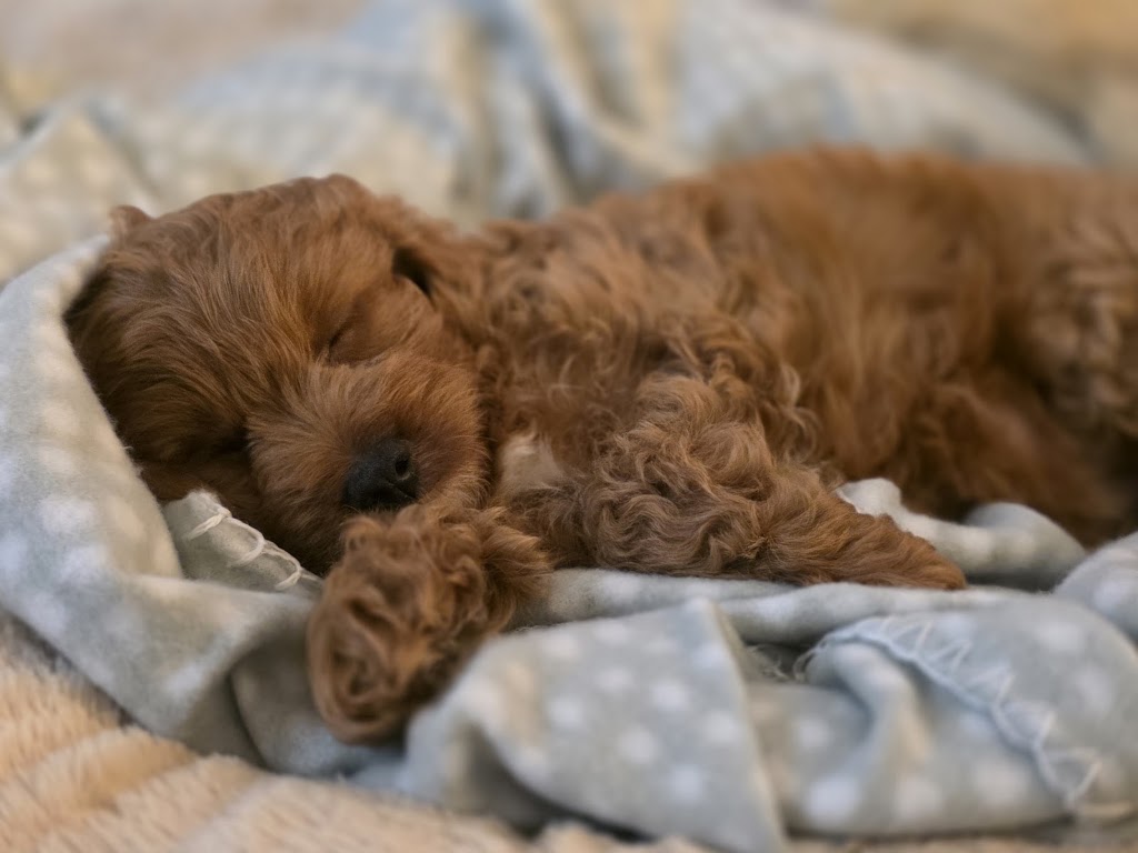 Rovers Run Puppies | 114-116 Smiths Ln, Pearcedale VIC 3912, Australia | Phone: 0493 135 429