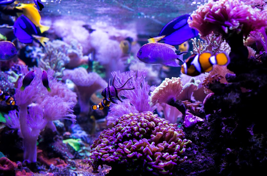Aquarium Zone | 2/12 Piper Dr, Ballina NSW 2478, Australia | Phone: (02) 6686 0002
