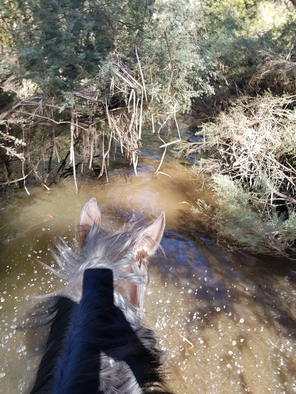 Doran Park Trail Rides |  | Mt Doran-Egerton Rd, Mount Doran VIC 3334, Australia | 0353415588 OR +61 3 5341 5588