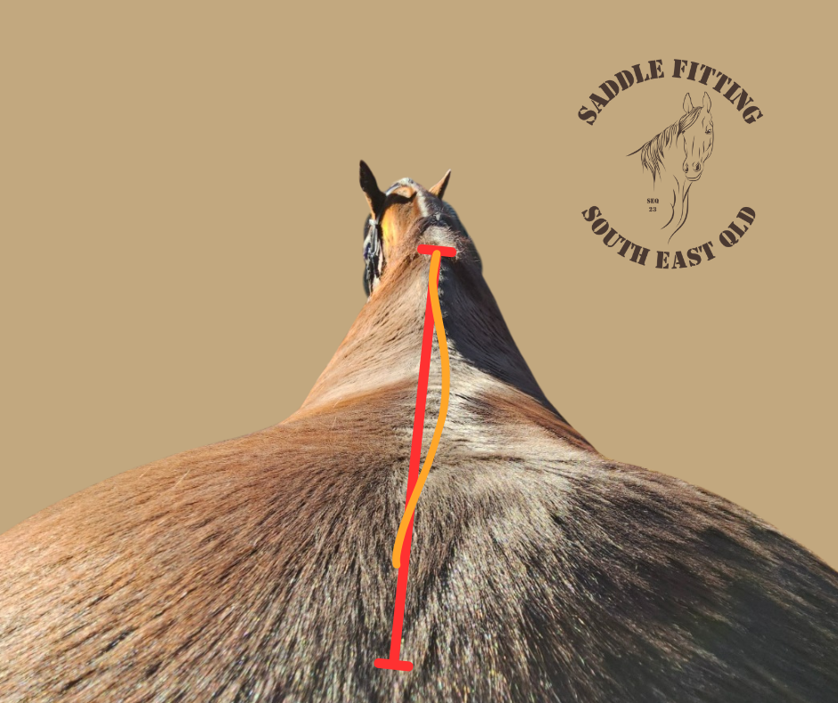 Saddle Fitting SEQ | Beryl Parade, North Maclean QLD 4280, Australia | Phone: 0477 709 283 Saddle Fitting SEQ | Beryl Parade, North Maclean QLD 4280, Australia | Phone: 0477 709 283