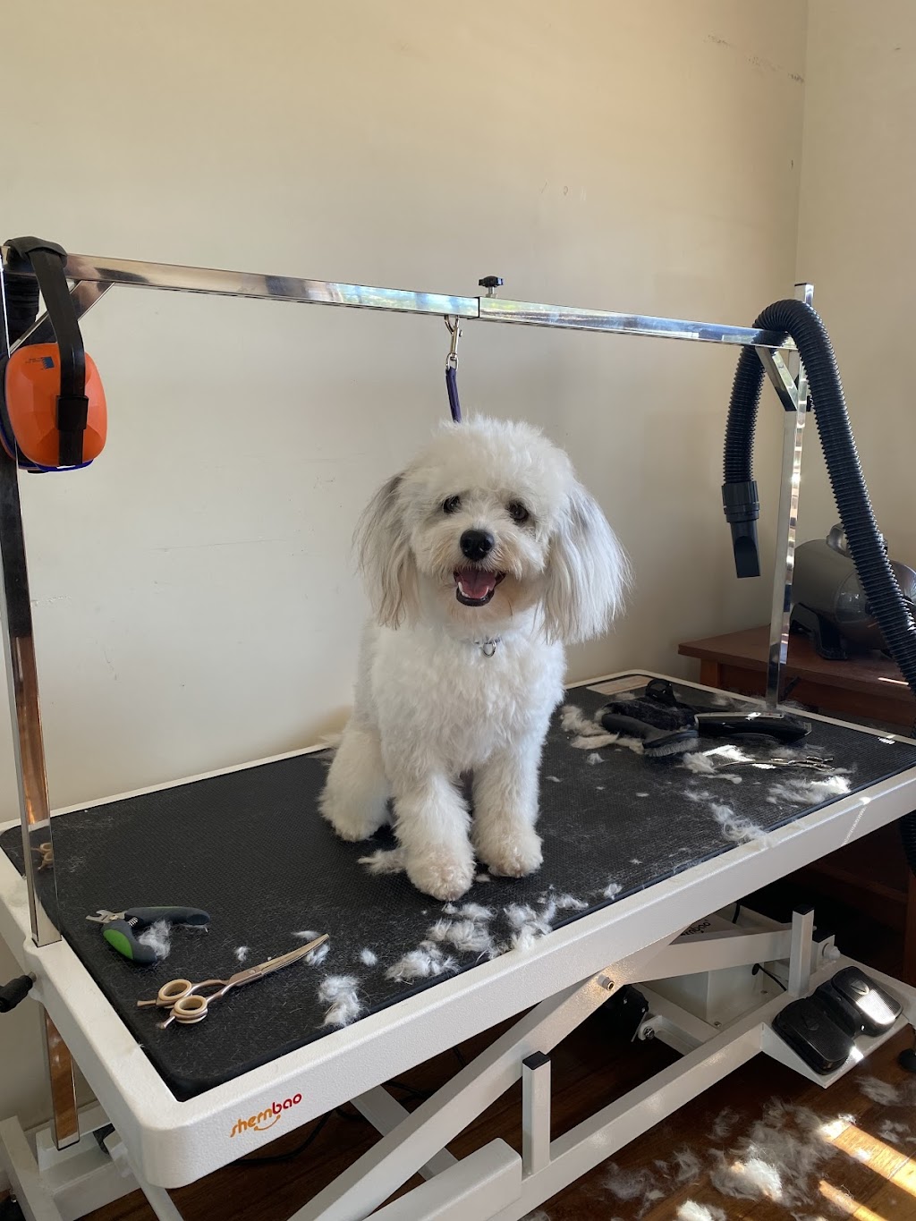 Custom Cutz Dog Grooming Blacksmiths | 10 Tirriki St, Blacksmiths NSW 2281, Australia | Phone: 0439 406 440
