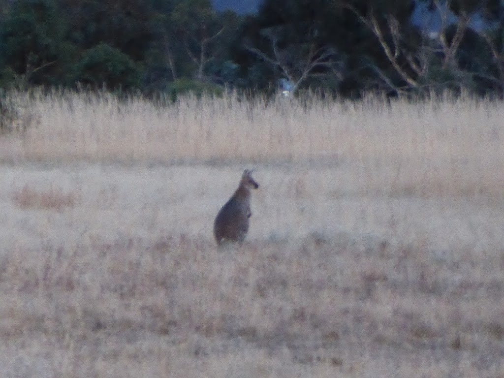 Asses Ears Wilderness Lodge | lodging | 130 Schmidts Rd, Brimpaen VIC 3401, Australia | 0353839215 OR +61 3 5383 9215