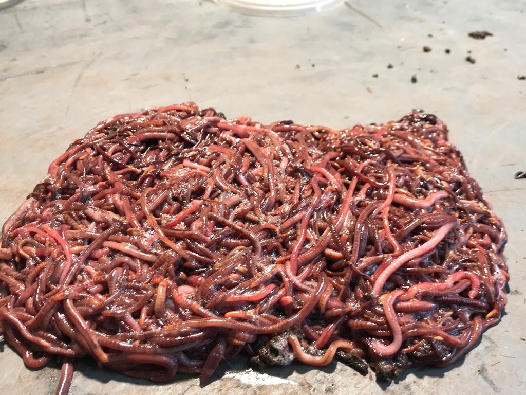 Macarthur Worms | food | 55 Junction Rd, Leumeah NSW 2560, Australia | 0413959547 OR +61 413 959 547