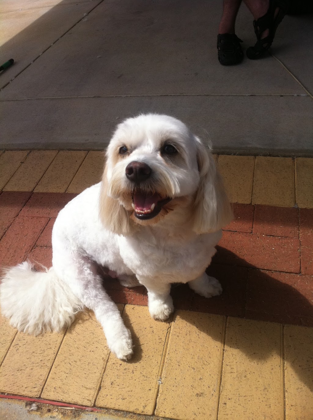 A Time For Paws Dog Grooming Ellenbrook |  | 8 Woburn Park Ave, Ellenbrook WA 6069, Australia | 0407086252 OR +61 407 086 252